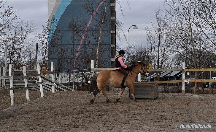 Anden særlig race Tyson billede 19