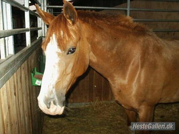 DSP Uldallens Flicha billede 7