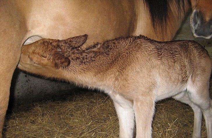 Islænder Hind fra Østrup - Hind er blevet sulten:D billede 5