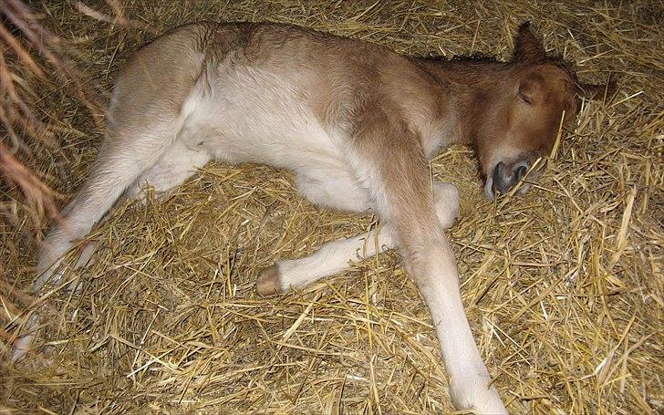 Islænder Hind fra Østrup billede 6