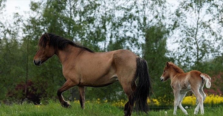 Islænder Hind fra Østrup billede 7