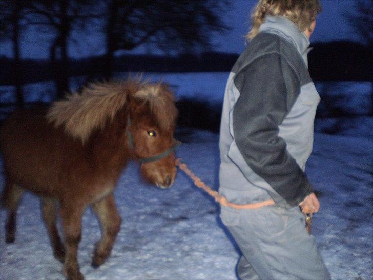 Islænder Hind fra Østrup - vinter 2011 billede 10