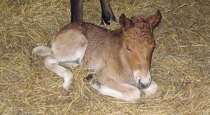 Islænder Hind fra Østrup billede 11