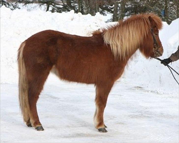 Islænder Frigg Fra Kirkehøj billede 1