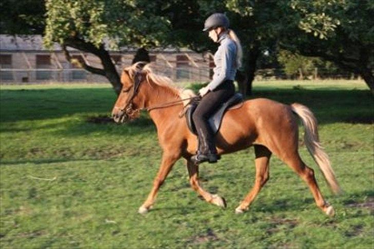 Islænder Frigg Fra Kirkehøj billede 2