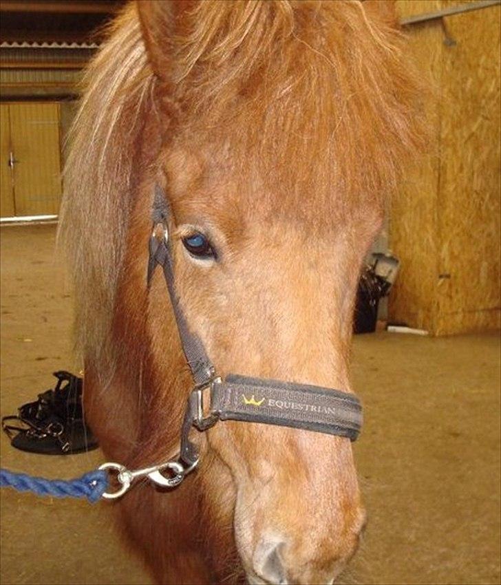 Islænder Frigg Fra Kirkehøj billede 3