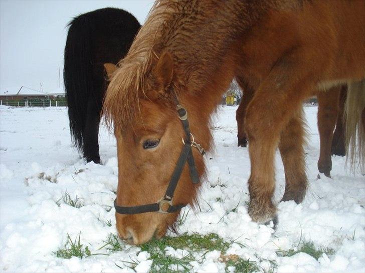 Islænder Frigg Fra Kirkehøj billede 4