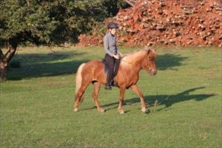 Islænder Frigg Fra Kirkehøj billede 5