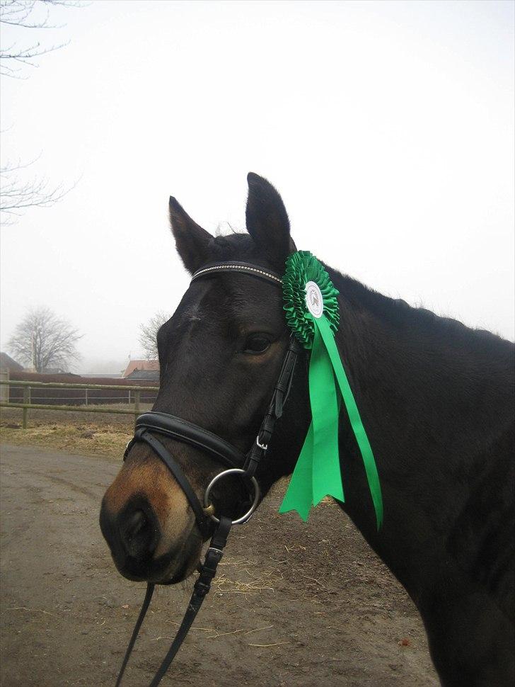 New Forest Egeballes Ofelia  billede 14