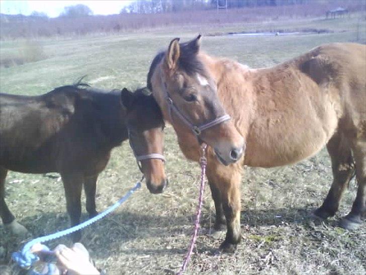 Anden særlig race Samson<3 aflivet :( - samson og Cnock da mig og lea var på skovtur:D billede 12