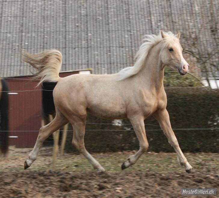 Anden særlig race *solgt* Ice billede 15