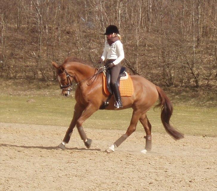 Fuldblod (XX) Cadence - Galop til træning - 26.03.2011 :-)  billede 4