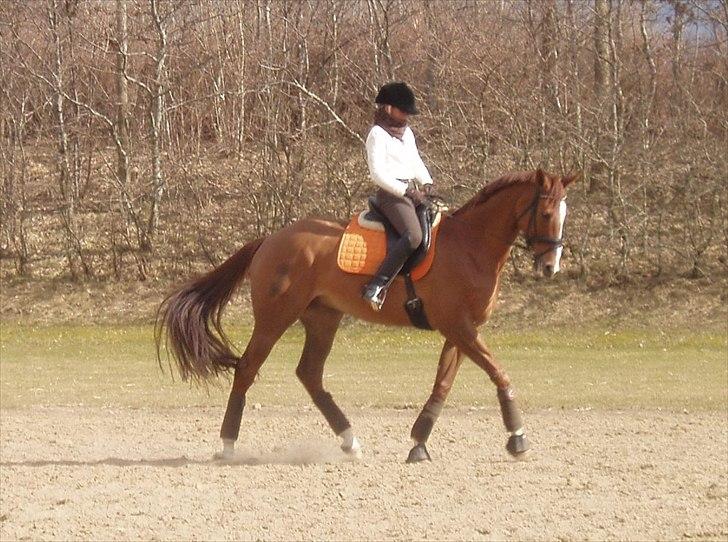 Fuldblod (XX) Cadence - Smuukke! Træning - 26.03.2011 :-)  billede 2