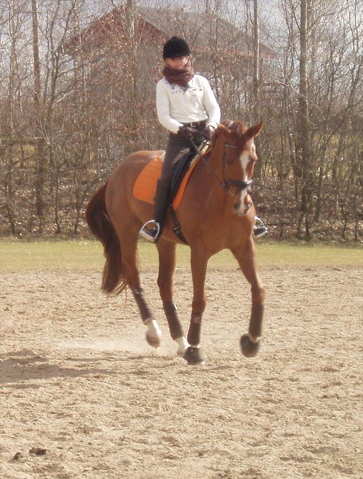 Fuldblod (XX) Cadence - Træning - 26.03.2011 :-)  billede 7