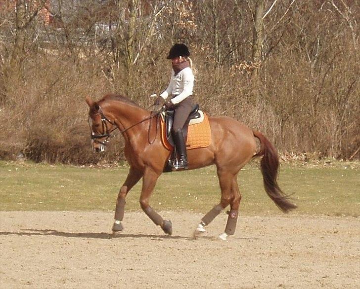 Fuldblod (XX) Cadence - Galop til træning - 26.03.2011 :-) billede 8