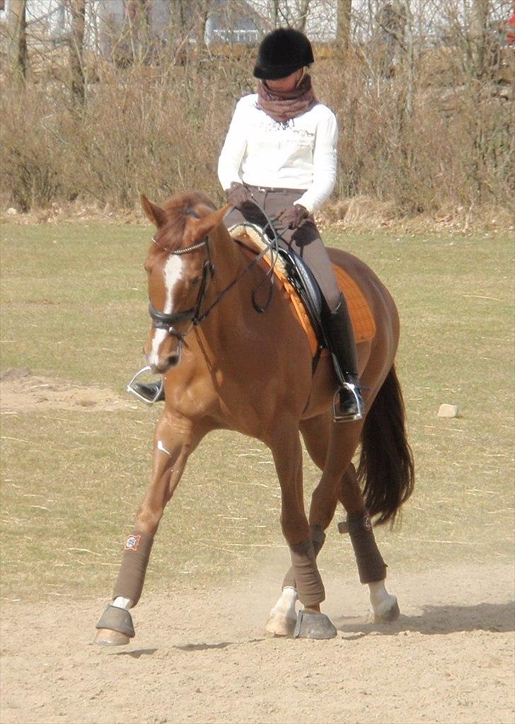 Fuldblod (XX) Cadence - Versade til træning - 26.03.2011 :o) billede 10