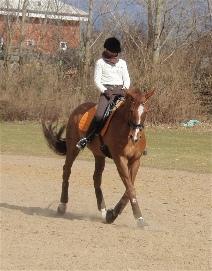 Fuldblod (XX) Cadence - Schenkelvigning til træning - 26.03.2011 :o) billede 13