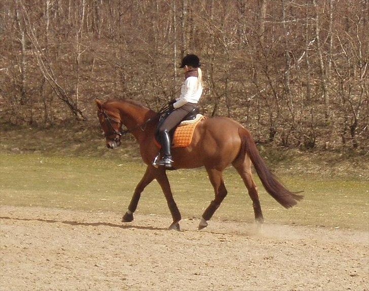 Fuldblod (XX) Cadence -  Trav til træning - 26.03.2011 :-) billede 14