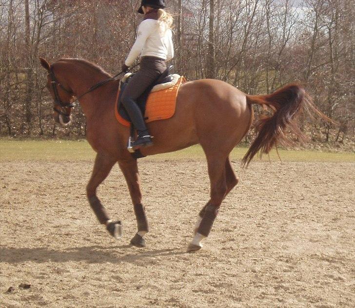 Fuldblod (XX) Cadence - Galop til træning - 26.03.2011 :-) billede 15