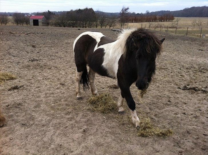 Islænder Bletta fra Arbakki - Bletta får velfortjent mad på folden efter skovtur... billede 1