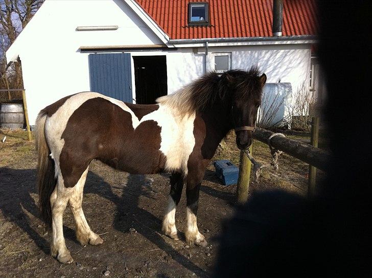 Islænder Bletta fra Arbakki - Bortset fra at min hånd røg ind foran linsen, er det et dejligt næsten-forårs-strigle-billede af min søde mule... billede 2