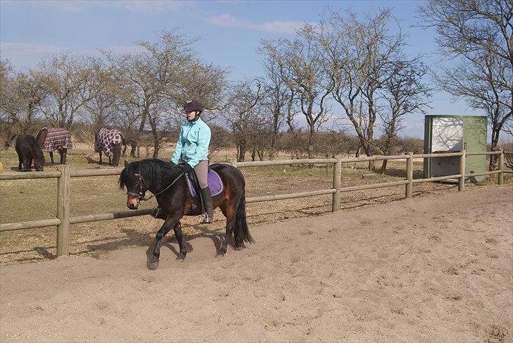 Dartmoor Innis Natron billede 6