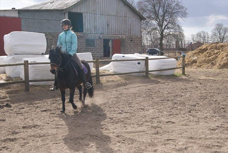 Dartmoor Innis Natron billede 7