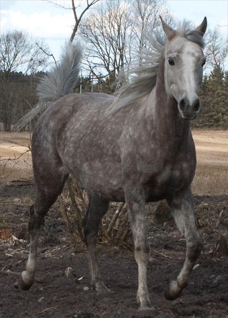 Arabisk fuldblod (OX) Tamira billede 8