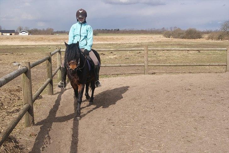 Dartmoor Innis Natron billede 8