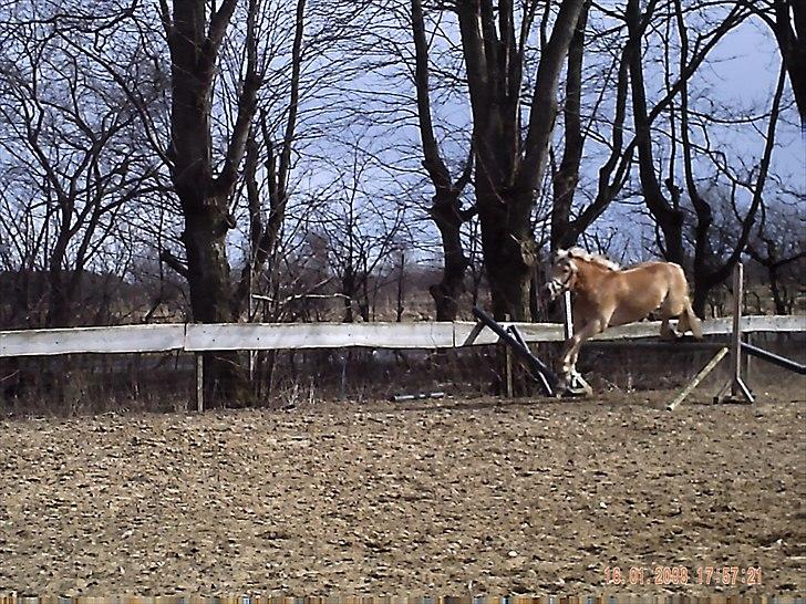 Haflinger Vestervangs Asterix! - "jeg kan også springe!" billede 9