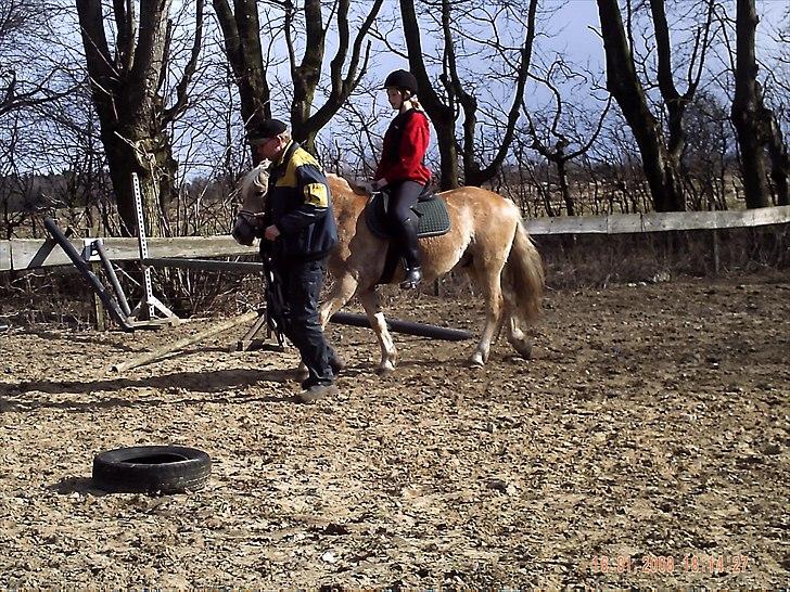 Haflinger Vestervangs Asterix! - Oppe at sidde for første gang :) billede 10