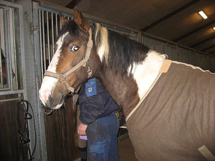 Anden særlig race Johana - første gang jeg så hende billede 1