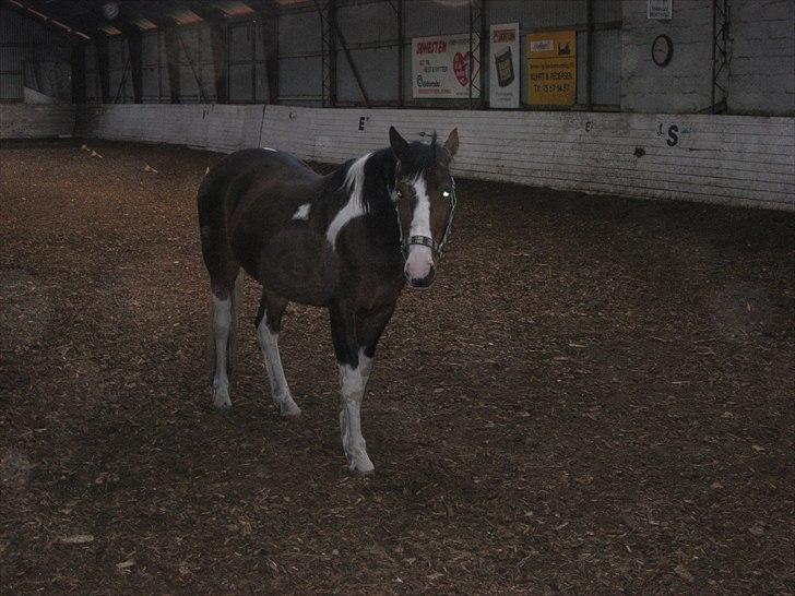 Anden særlig race Johana - hun er løs i hallen billede 3