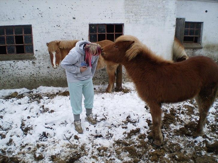 Islænder Hind fra Østrup - Sarah får en mysser af Hind:D Vinter 2011 billede 12