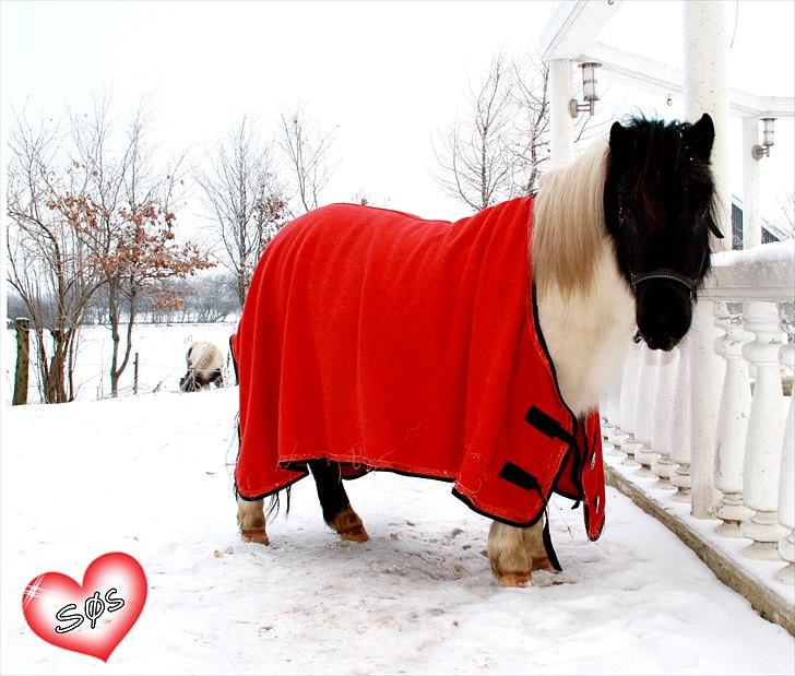 Anden særlig race Søs - Velkommen til Søs profil:-D Foto: Mathilde (storesøster) billede 1