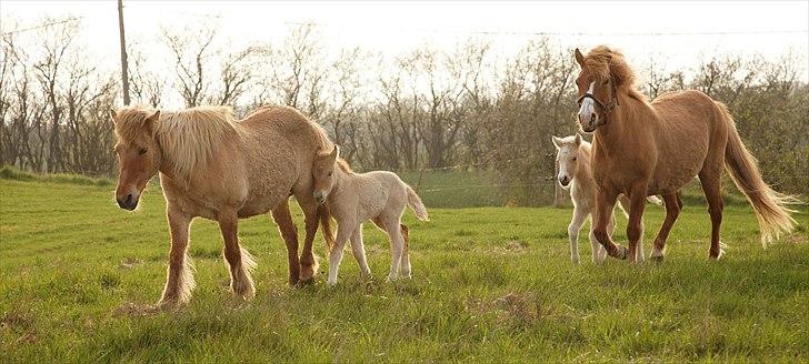 Islænder Bjørk fra Østrup - Bjørk og hendes mor Flyga i baggrunden og Hendes Mormor Kengala og hendes halvbror/Onkel i forgrunden(De har samme far) billede 17