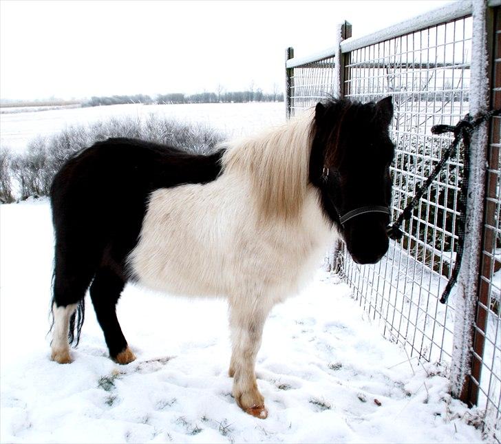 Anden særlig race Søs - Foto: Mathilde (storesøster) billede 4