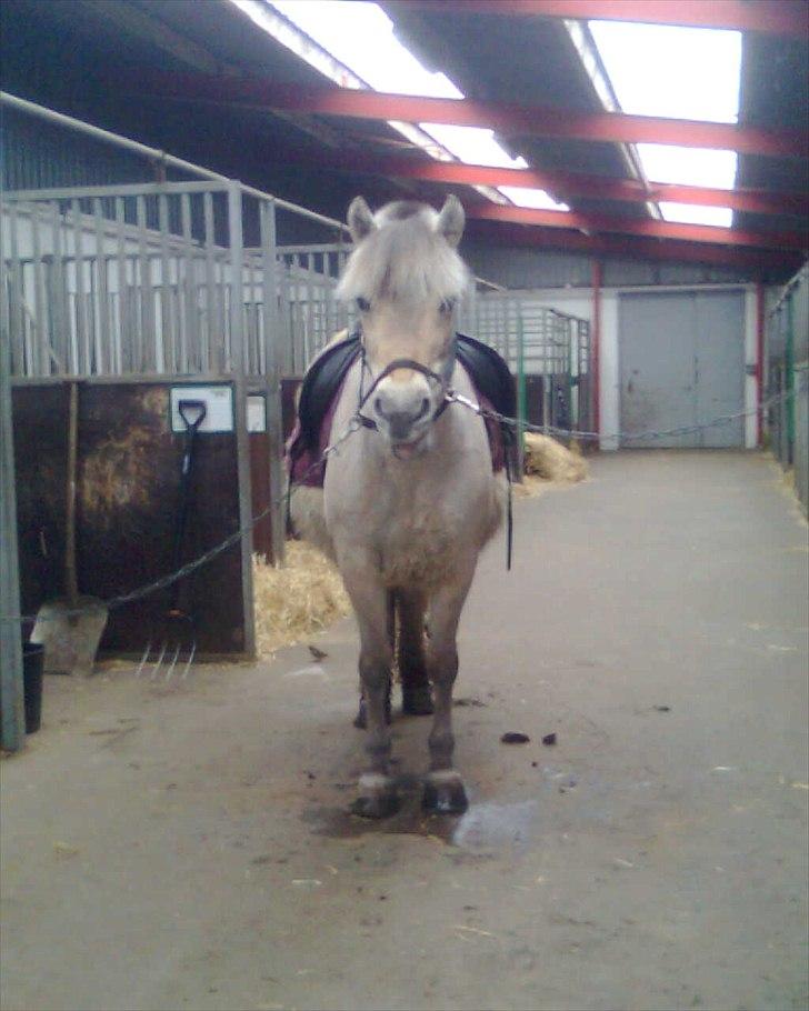 Fjordhest Donna Rest in peace† :''( - Smukke tøzz billede 11