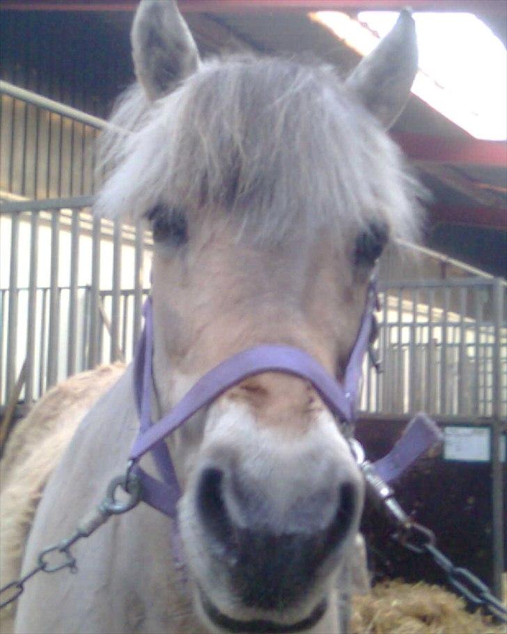Fjordhest Donna Rest in peace† :''( billede 12