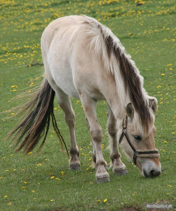 Fjordhest  aflivet   Bella Granly PRINSSEN billede 3