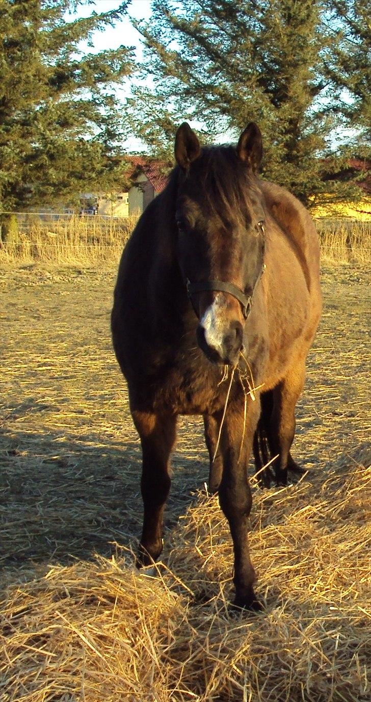 Dansk Varmblod Cæzar - Nyder forårssolen efter en lang vinter billede 1