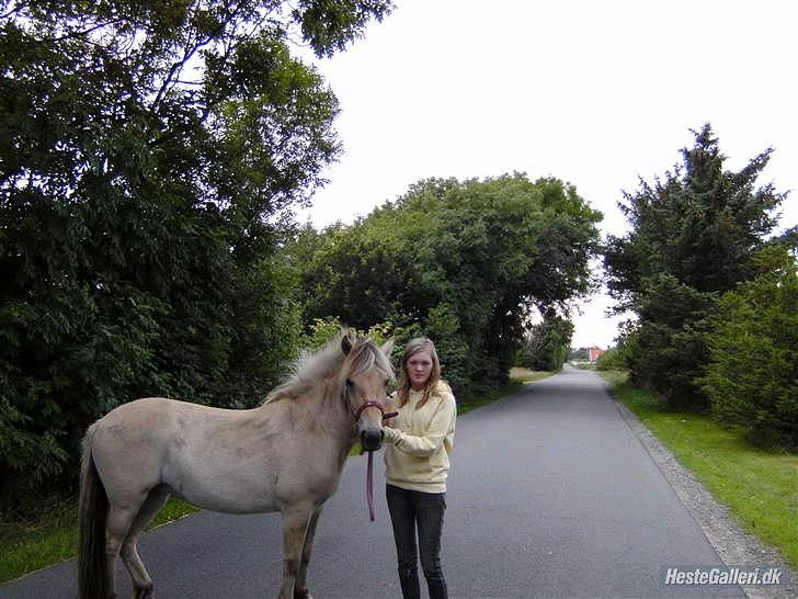 Fjordhest  aflivet   Bella Granly PRINSSEN - i byen for 3 gang billede 6