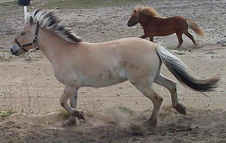 Fjordhest  aflivet   Bella Granly PRINSSEN billede 7