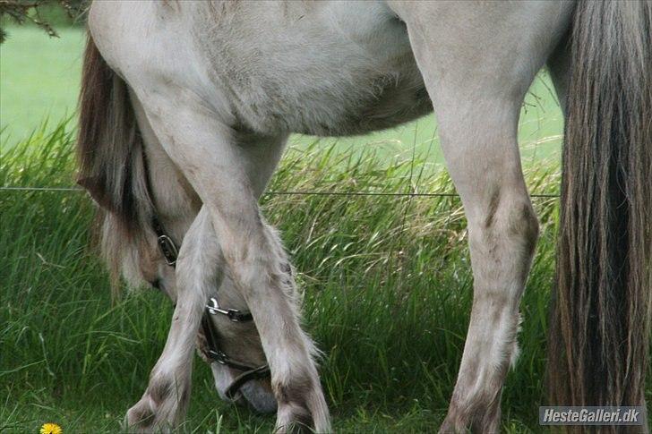 Fjordhest  aflivet   Bella Granly PRINSSEN billede 8