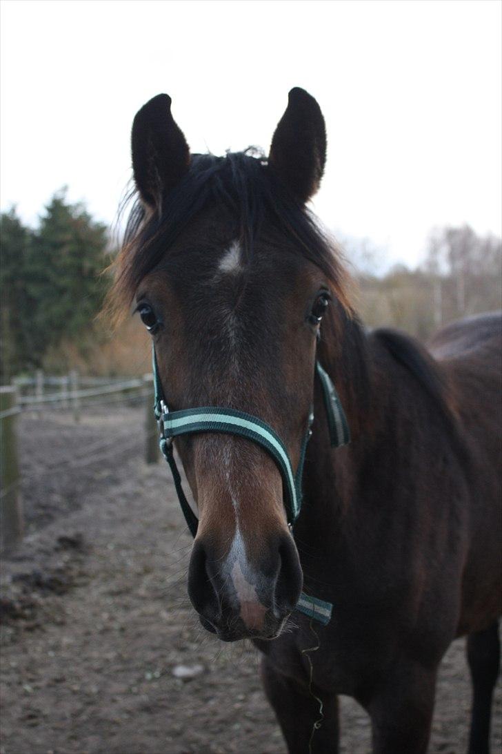 Dansk Varmblod Bugatti B.B billede 1