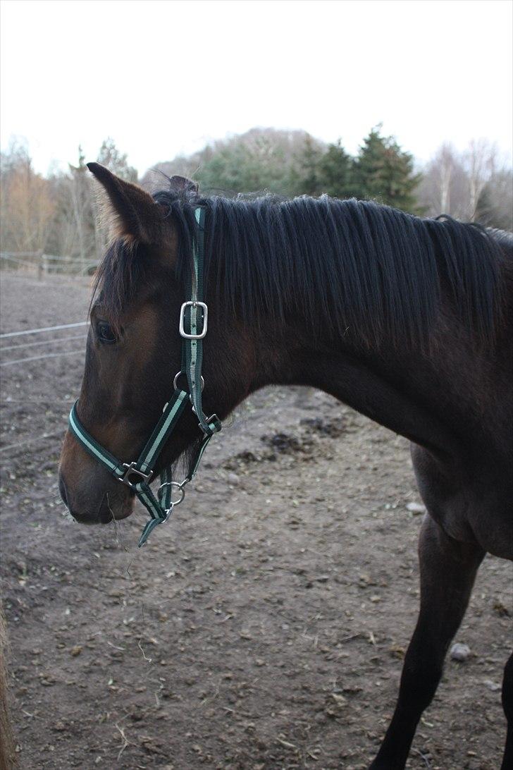 Dansk Varmblod Bugatti B.B billede 2