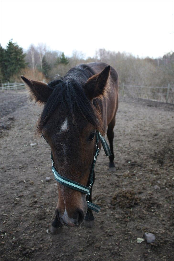 Dansk Varmblod Bugatti B.B billede 3