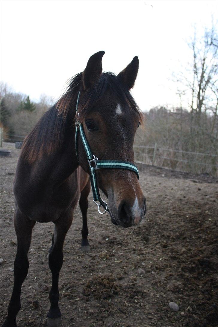 Dansk Varmblod Bugatti B.B billede 4