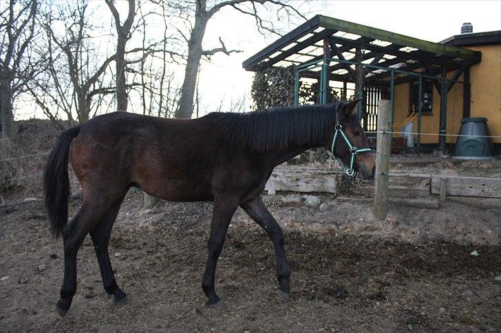 Dansk Varmblod Bugatti B.B billede 5