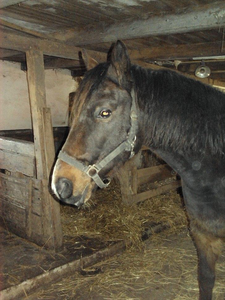 Dansk Varmblod Cæzar - Kedeligt at være inde..... billede 2